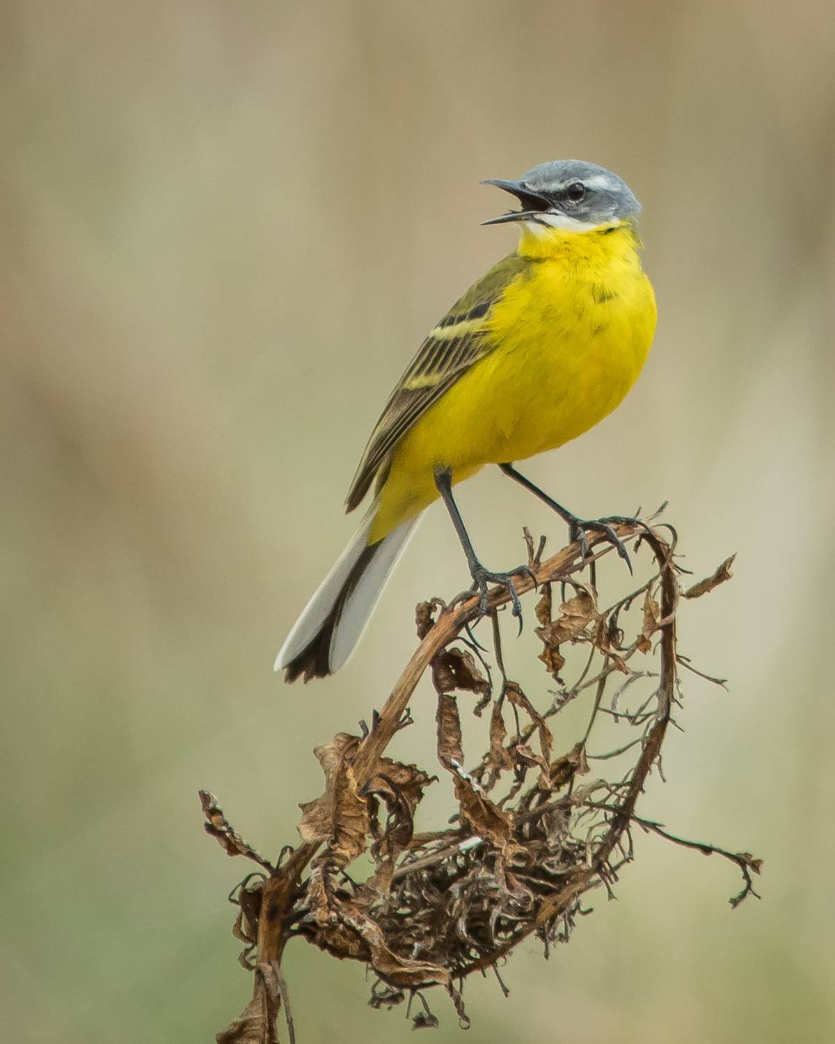 жёлтая трясогузка, Суслов Дмитрий