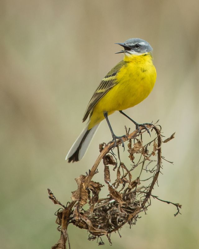 жёлтая трясогузка Жёлтая трясогузка фото превью