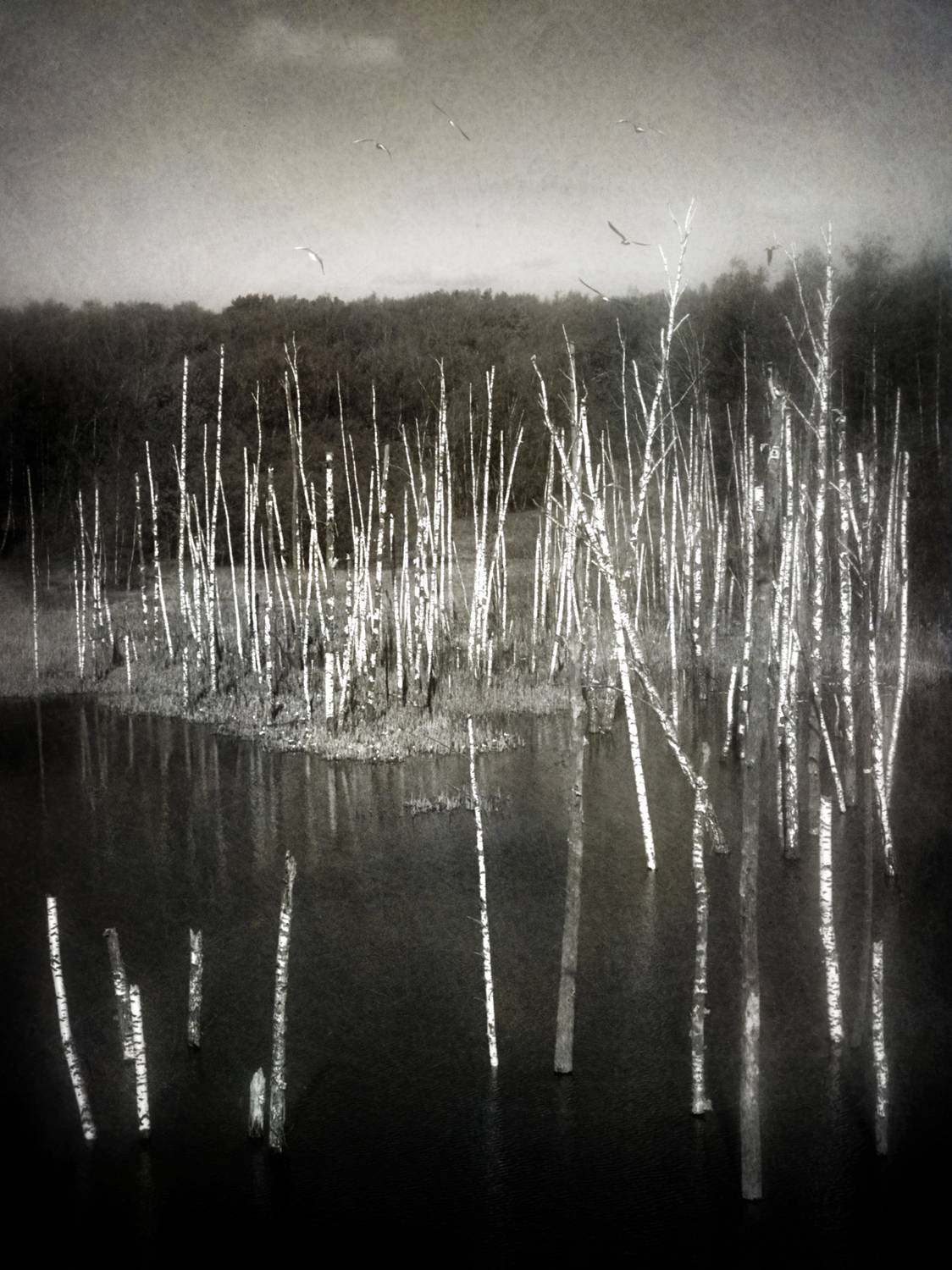 пейзаж, чб, топь, берёзы, Сергей Кот