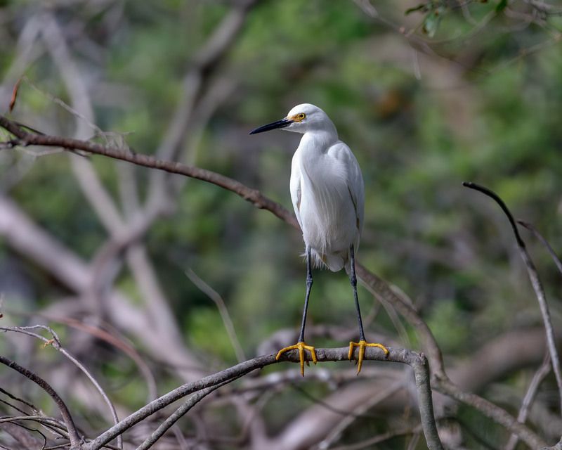 Белоснежная красавица в желтых носочках. (Snowy egret) фото превью