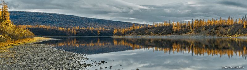 река, курейка, плато путорана, золотая осень, лиственницы, предзимье, таймыр, заполярье, владимир коваль Pro золото реки Курейки фото превью