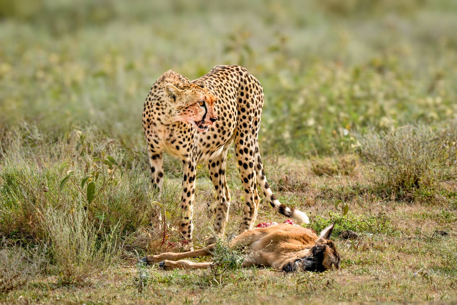 , Николай Мозгунов