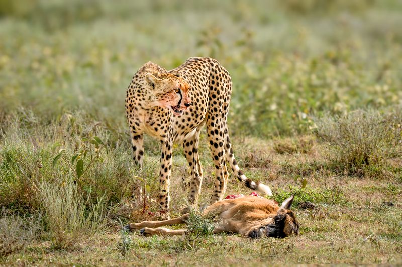 Кто быстрее бегает... фото превью