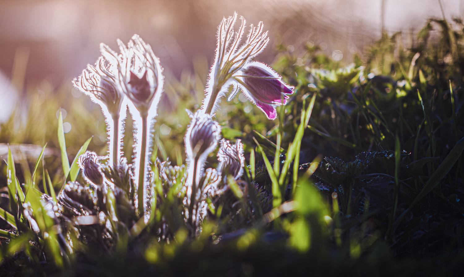 прострел Торбеево, Зеленько Дмитрий