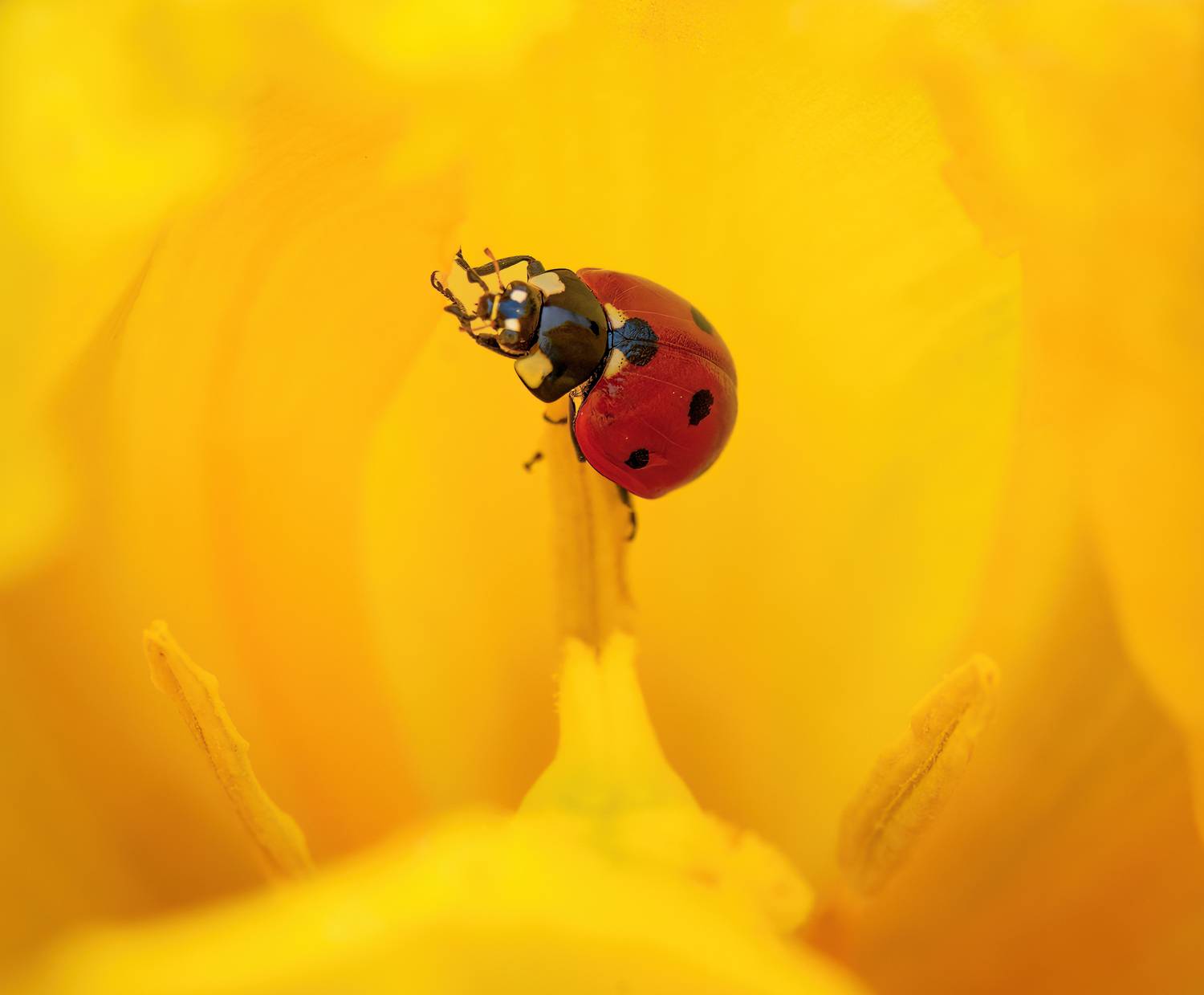 , Тодор Божков