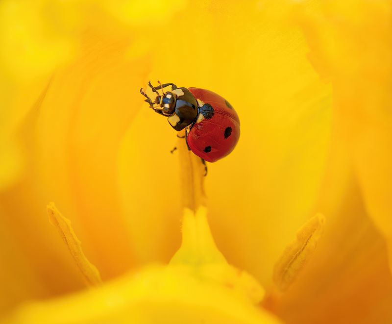 Yellow Dreams фото превью