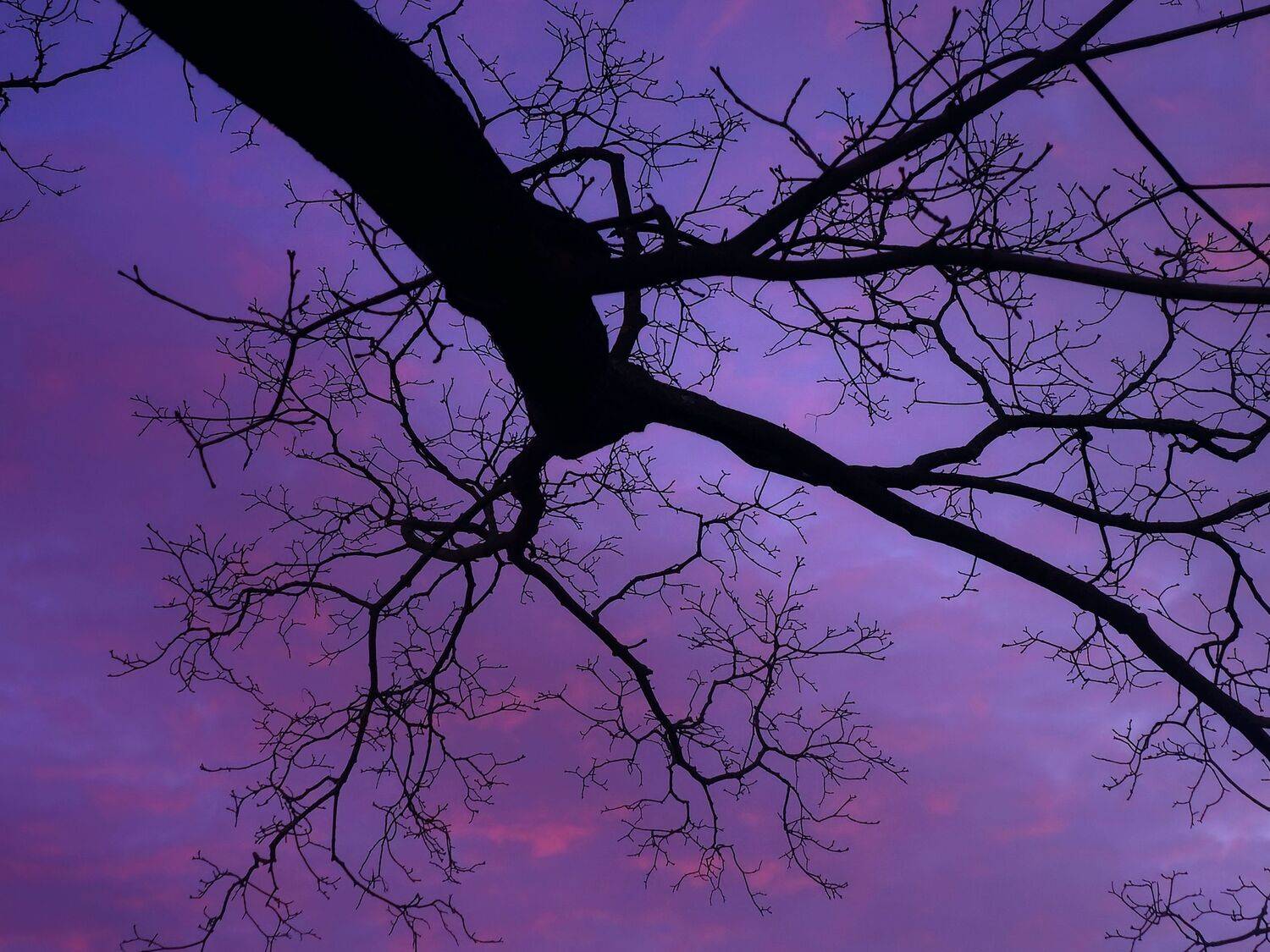 , Мария Яковлева