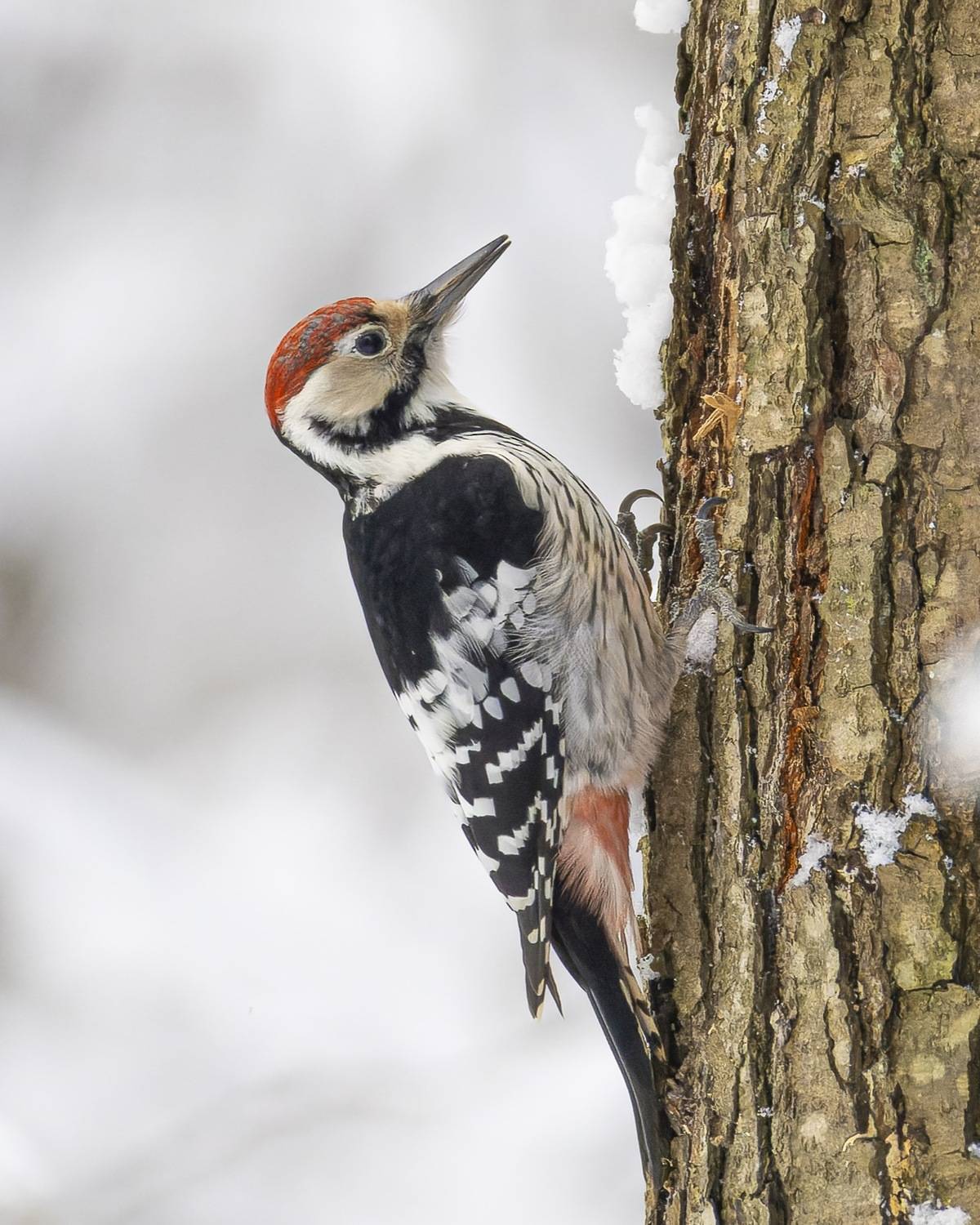 белоспинный дятел, дятел, птицы, Руслан Pl