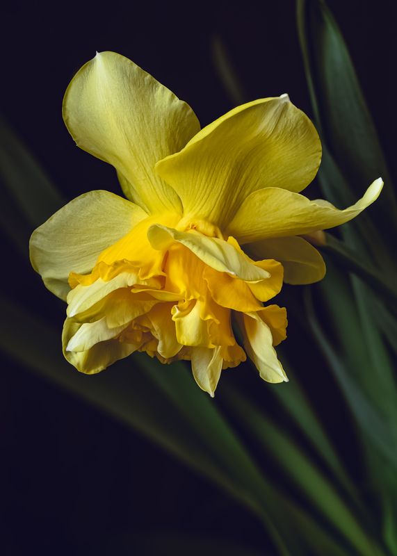 narcissus, daffodil, flower, нарцисс нарцисс DICK WILDEN фото превью