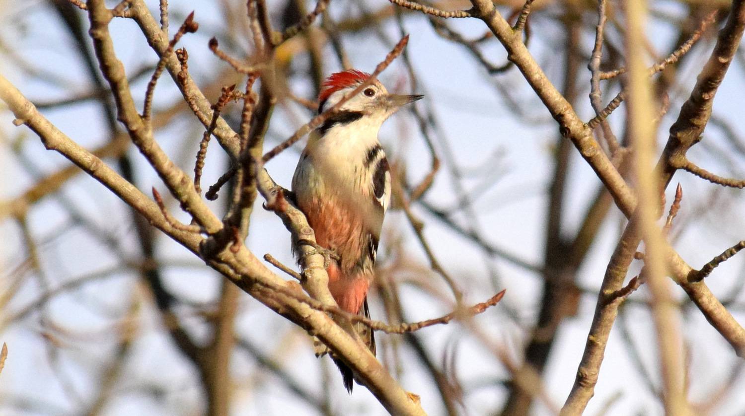 , Неверова Наталья