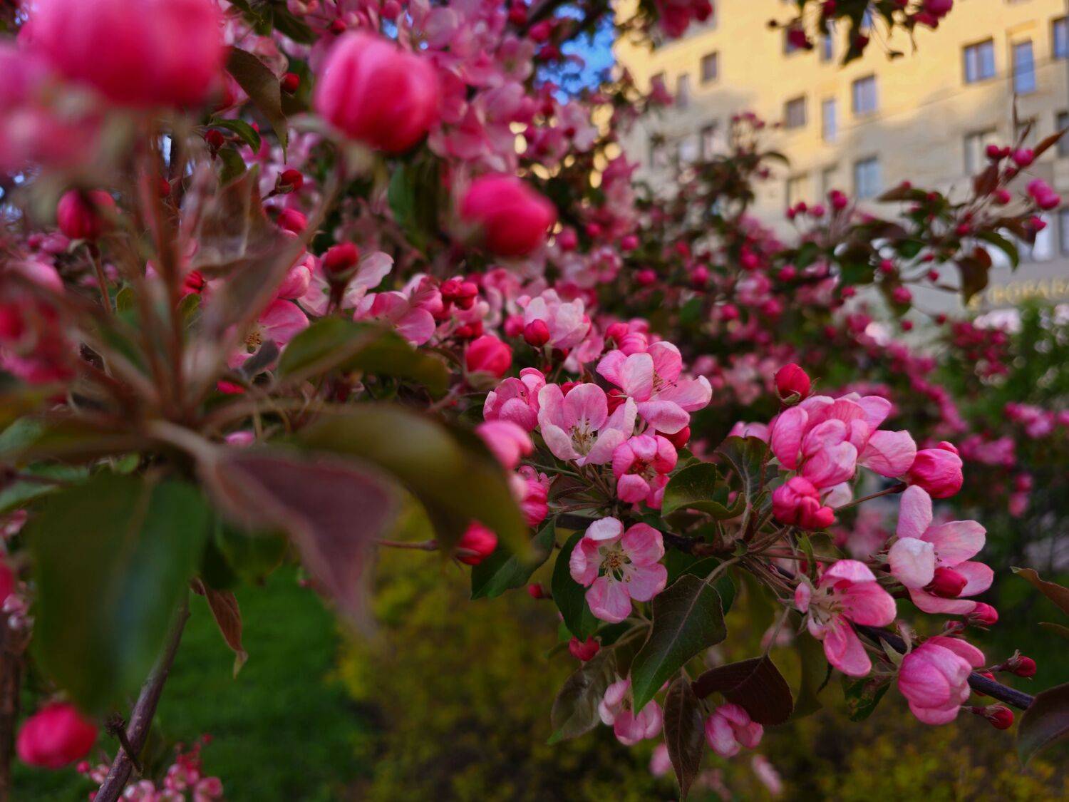 , Мария Яковлева