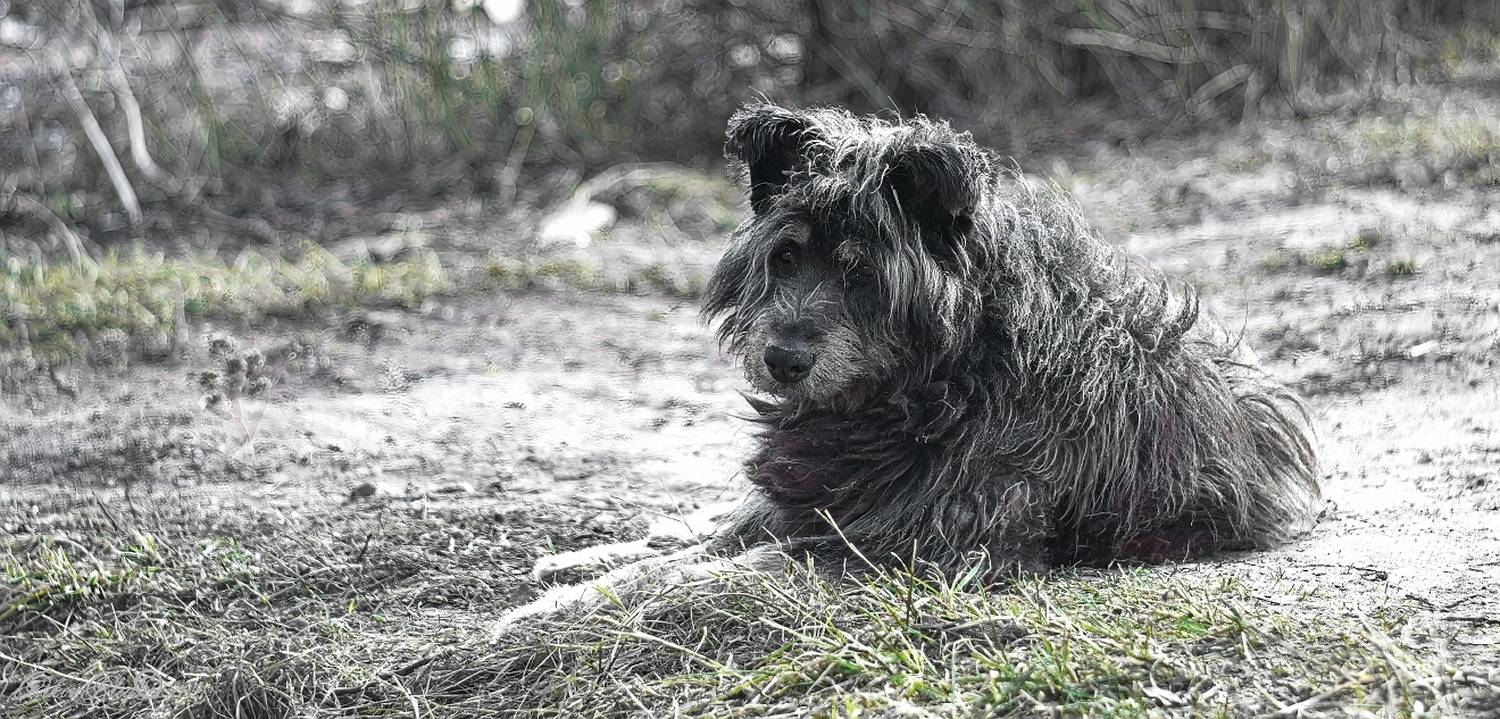 , Орлов Олег