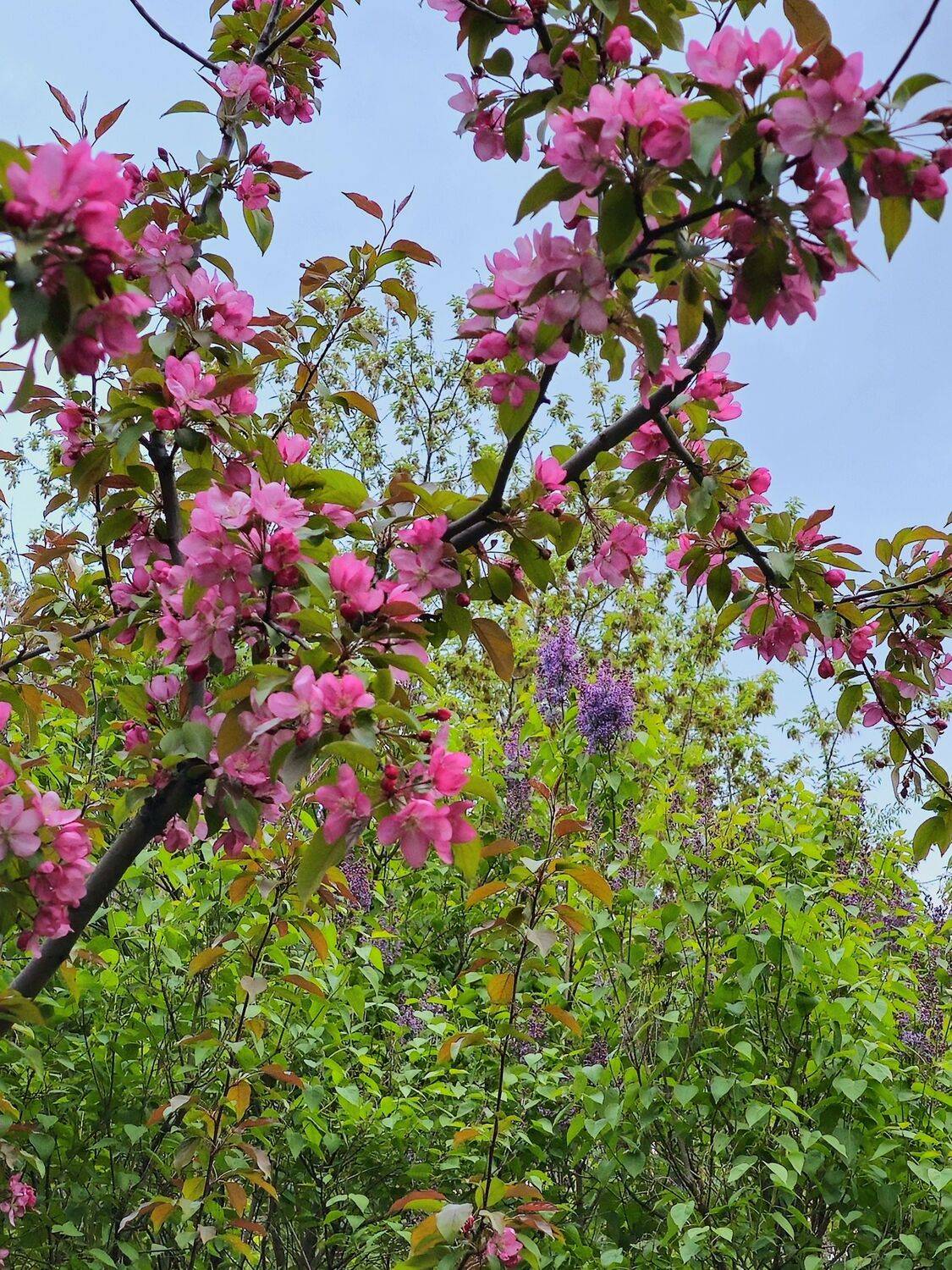 , Мария Яковлева