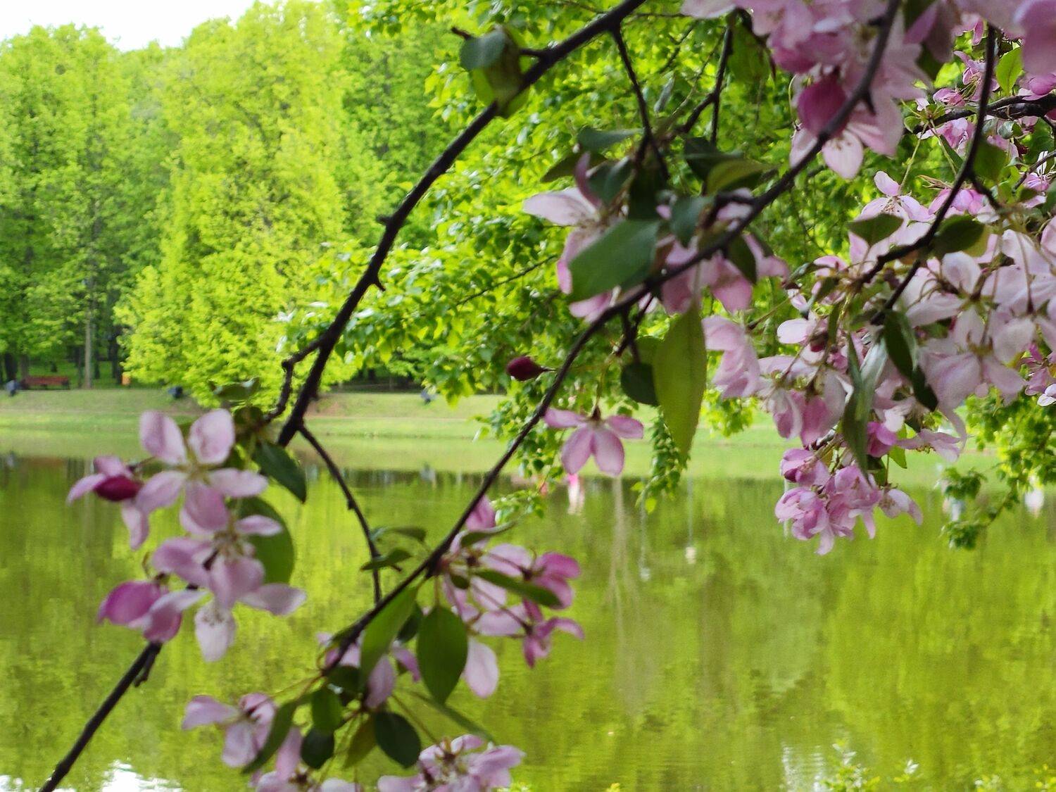 , Мария Яковлева