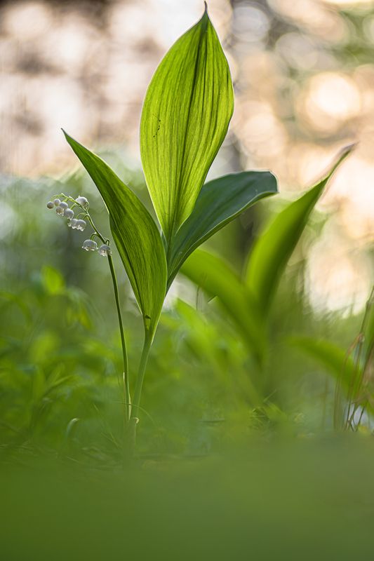 Ландыш лесной. фото превью