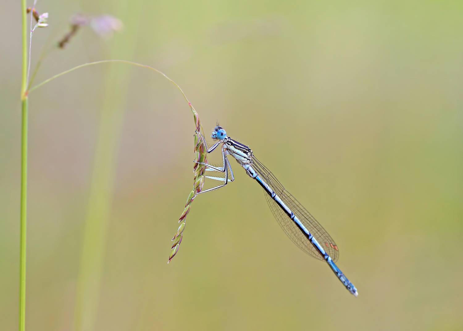 Стрекоза, Чепленко Алексей