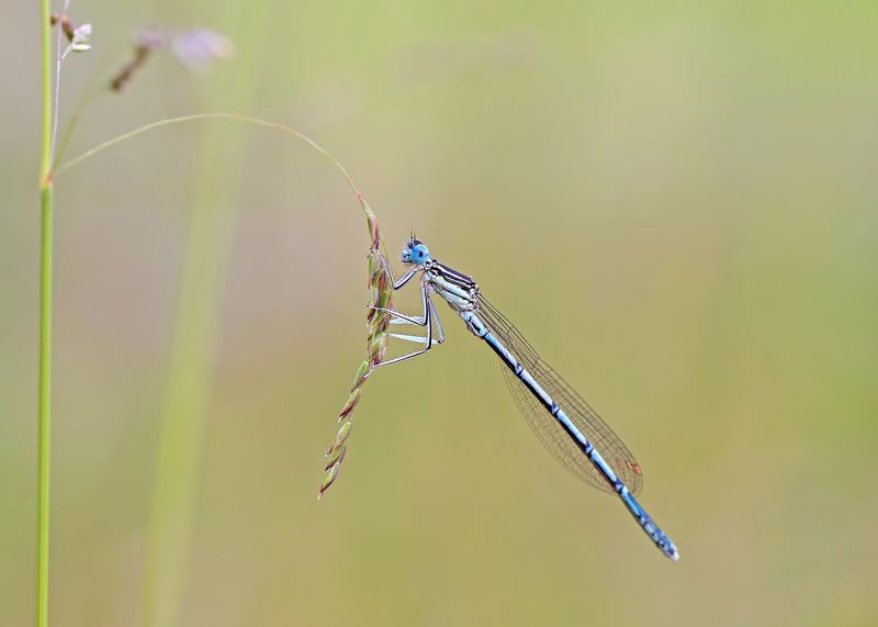 Стрекоза фото превью