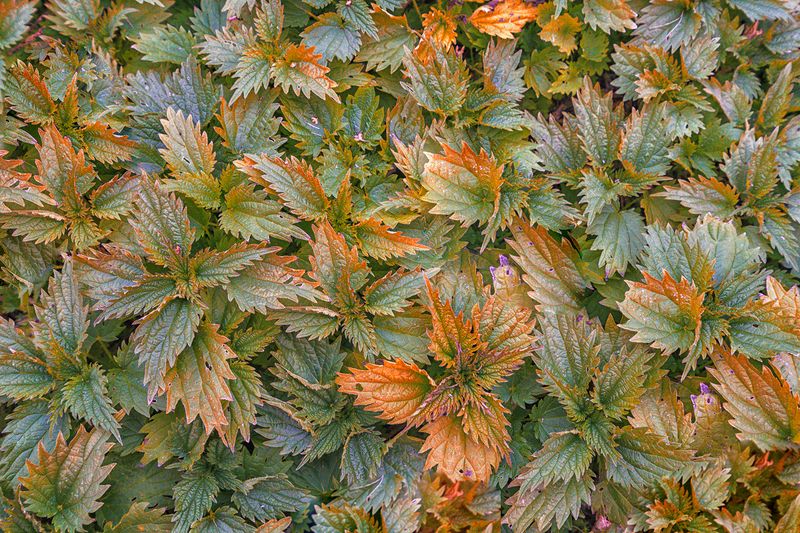 Осенние листья фото превью