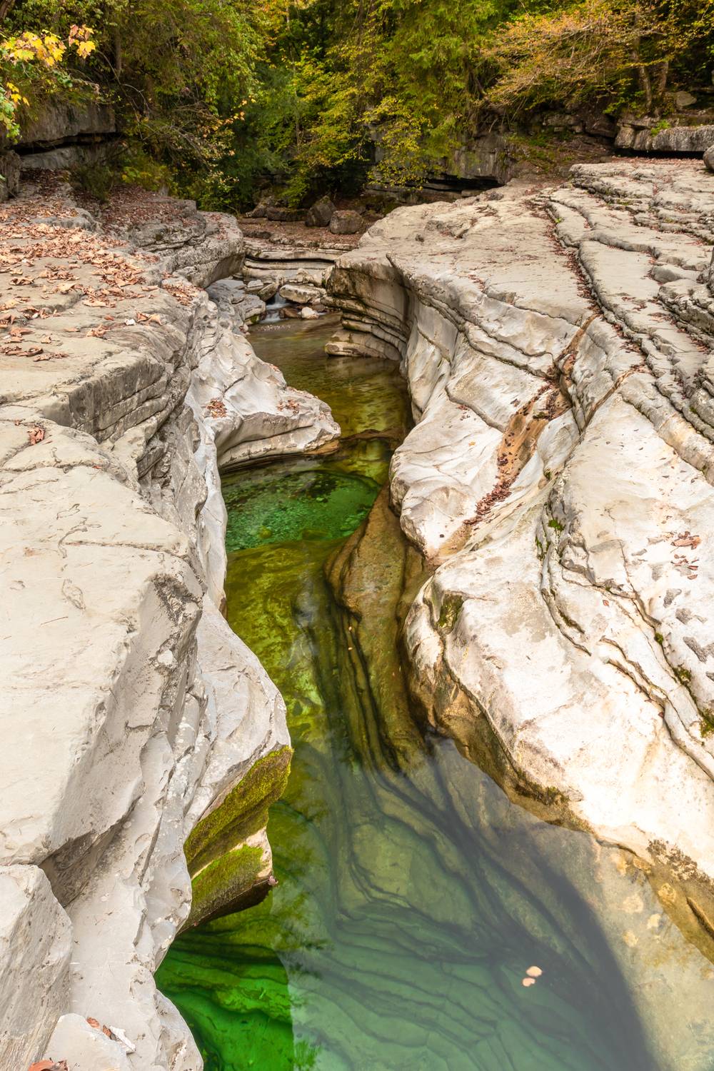 , Евгения Чех