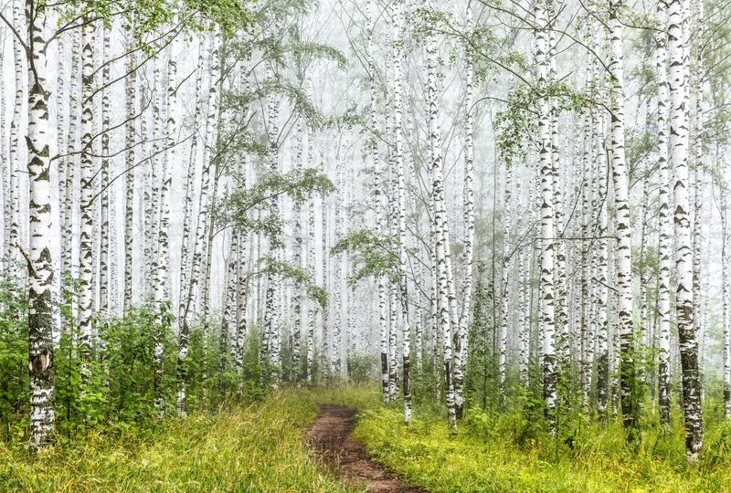 Березы, туман, Киров, утро Утро туманное фото превью