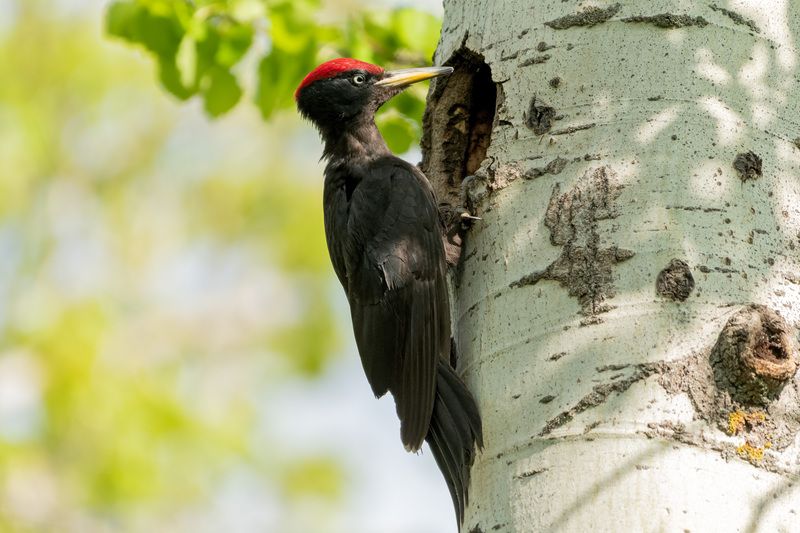 птицы,желна,чёрный дятел. желна фото превью