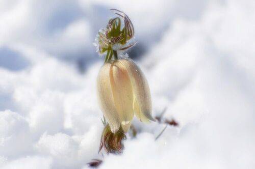 Весенний снегопад