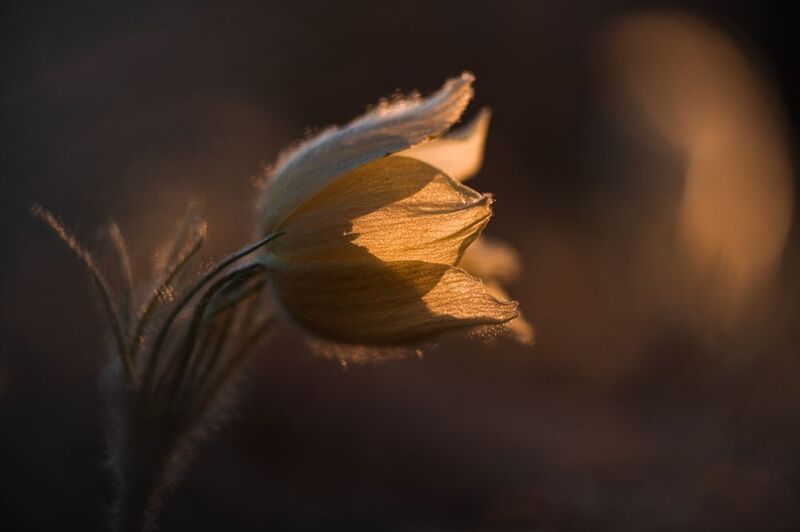 первоцветы, прострел, сон-трава, красноярск Первые цветы в Сибири фото превью