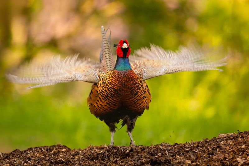 Pheasant фото превью