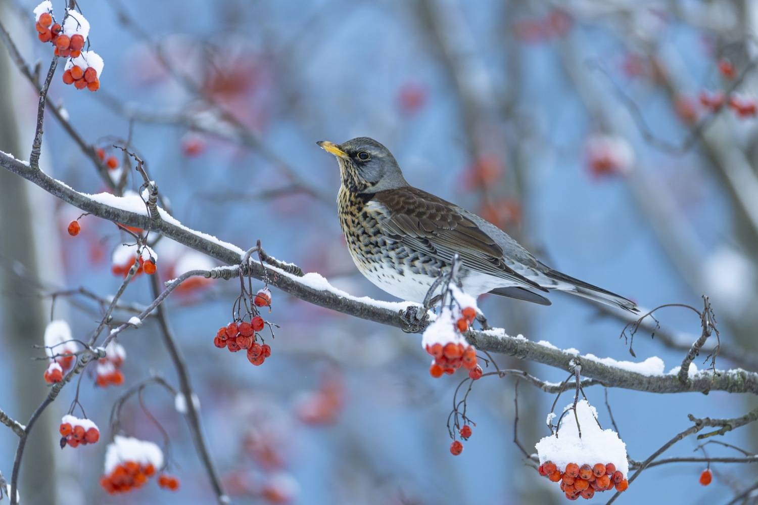 рябинник, дрозд, рябина, птицы, зима, Руслан Pl