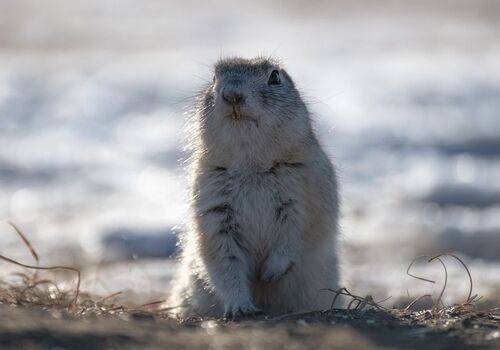 Житель острова Татышев