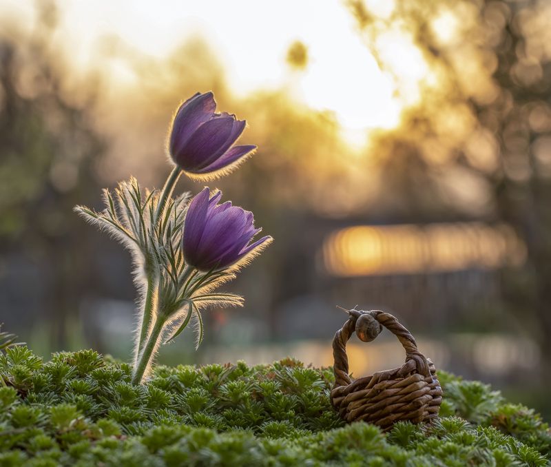 закат, сон-трава, прострел, улитка На закате дня... фото превью