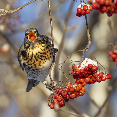 Дрозд рябинник