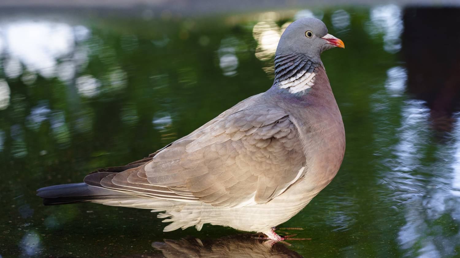 , Вертиков Юрий