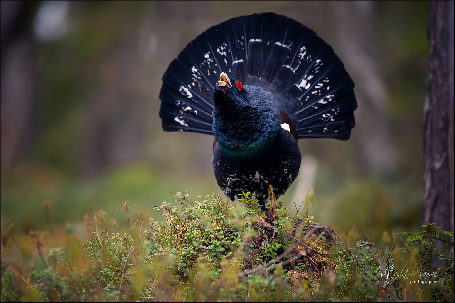 , Лобанов Роман