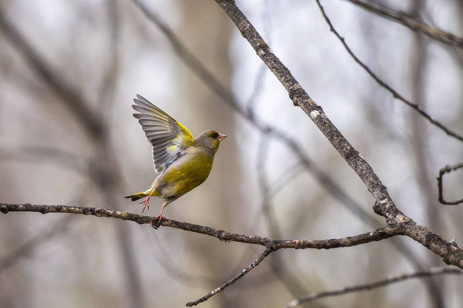 пермский край, птицы, фотоохота, природа, зеленушка, Кузнецов Кирилл