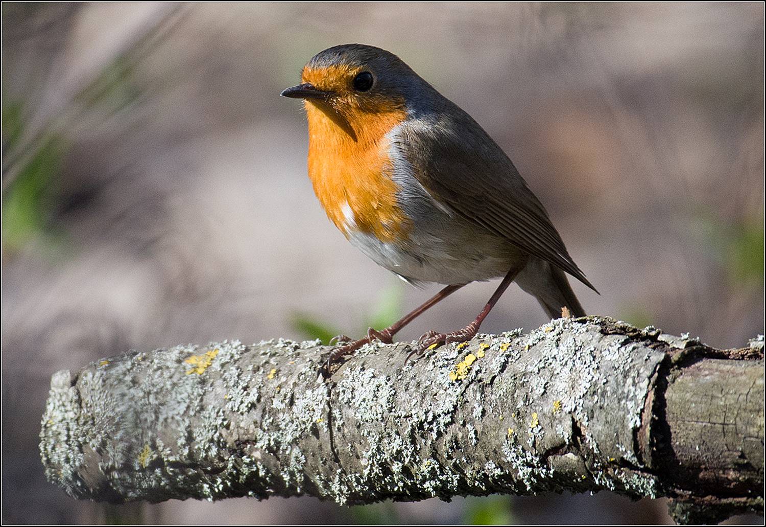 москва, апрель, парк, птица, АНАТОЛИЙ ДОВЫДЕНКО