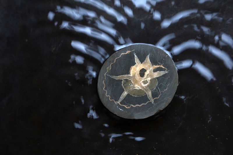 Кавказ, Дагестан, Унцукуль, музей, Тетис, Резван, аммониты Ископаемые Морские животные фото превью