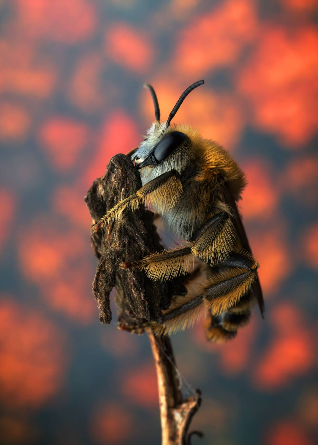 , Фруман Евгений