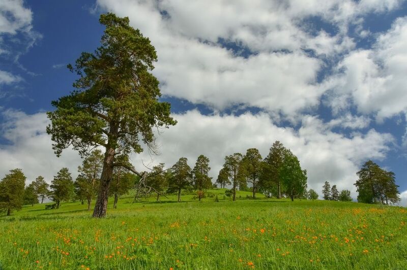 кузбасс, лето, лес, сосны, луга Сосновый бор фото превью