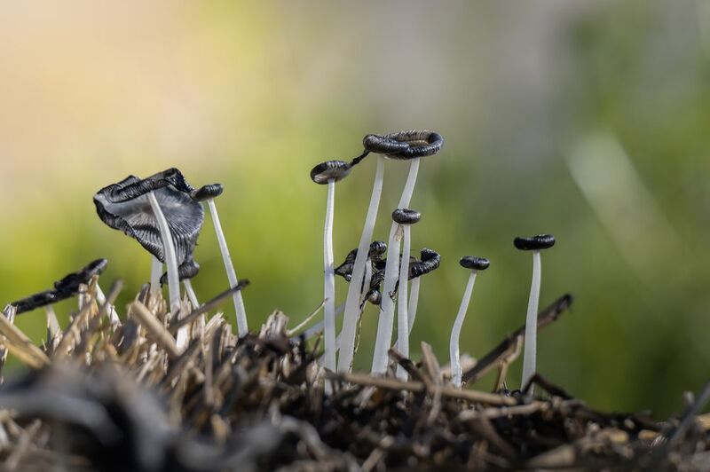 macro mushrooms макро грибы Common Ink Cap фото превью
