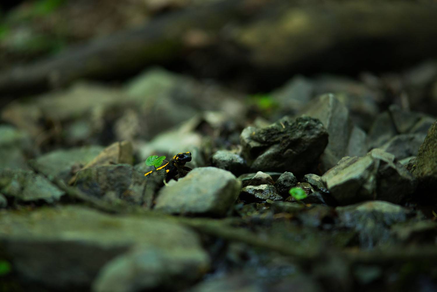 fire salamander,river, amphibians, animals, forest, water, nature photography, nature, fire salamander, nikon,, PIOTR CZARNIECKI