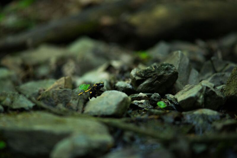 fire salamander,river, amphibians, animals, forest, water, nature photography, nature, fire salamander, nikon, forests and dragons фото превью
