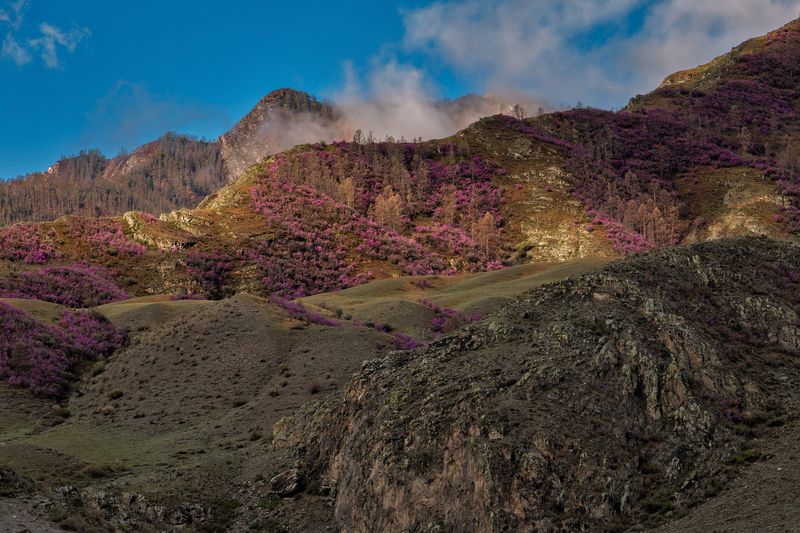 Цветущий Алтай фото превью
