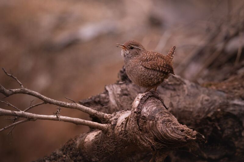 природа, лес, поля, огороды, животные, птицы, макро Храбрый орешек фото превью