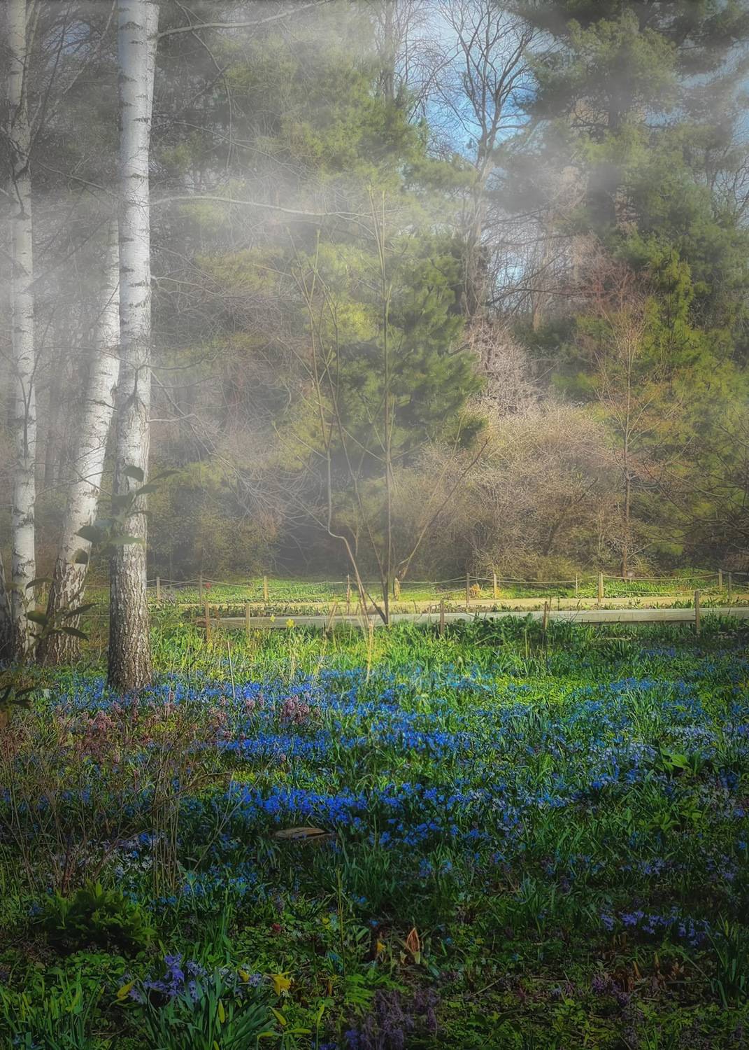 пейзаж, landscape, nature, природа, весна, spring, туман, цветы, flowers, Julia Kaissa