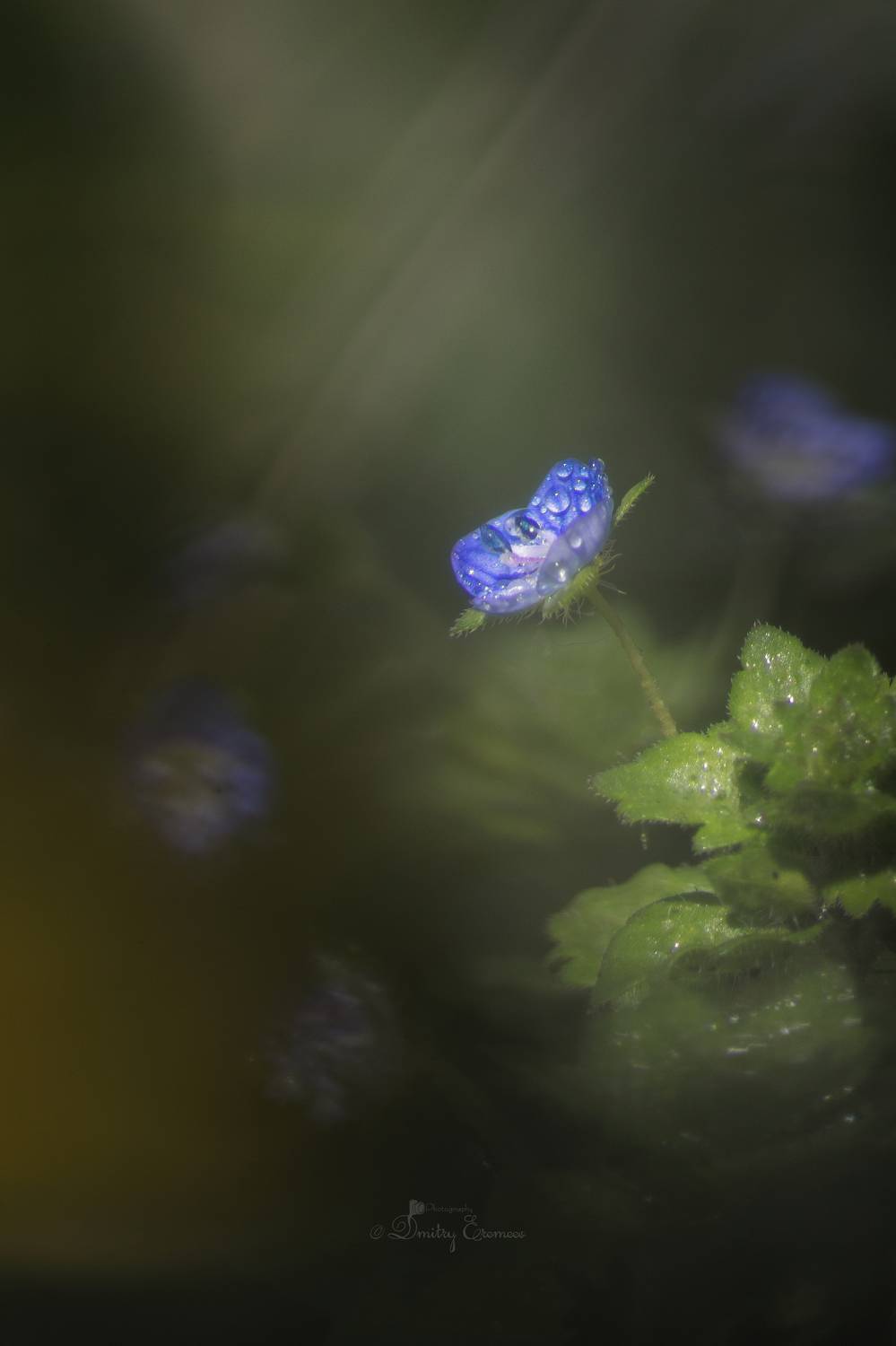 , Еремеев Дмитрий