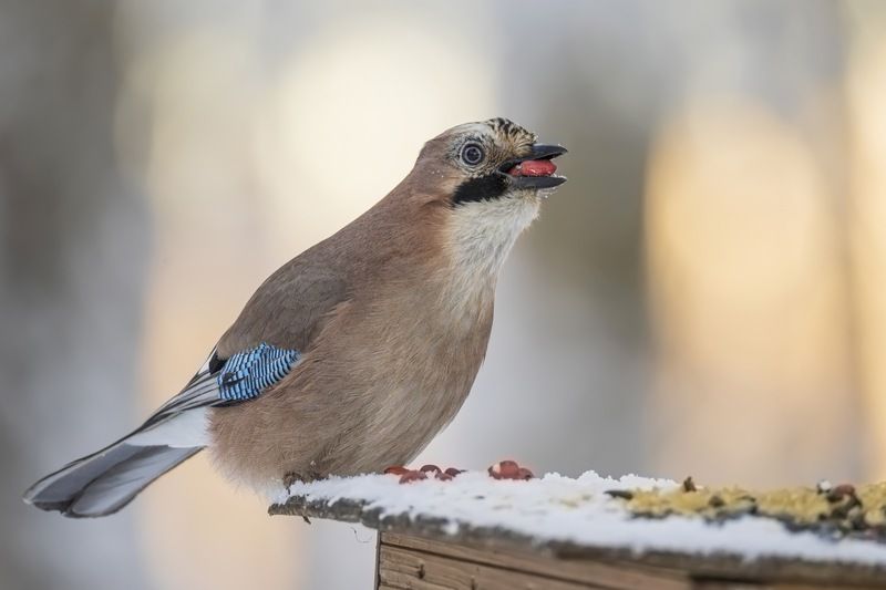 сойка, птицы Сойка фото превью