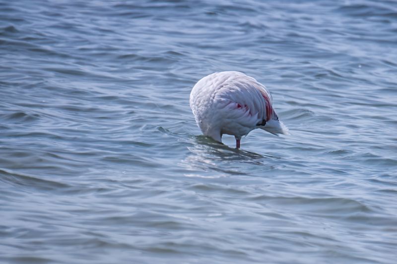 птицы, животные, дикая природа,  birds, animal, wildlife flamingo фламинго Flamingo фото превью