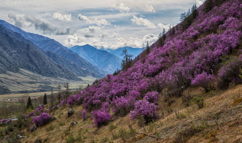 Цветение маральника ( рододендрон Ледебура ). фото превью