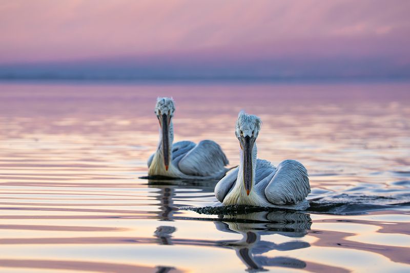 далматинский, кудрявый, пеликан, закат, dalmatian, pelican, sunset, birds, птицы Закатное фото превью